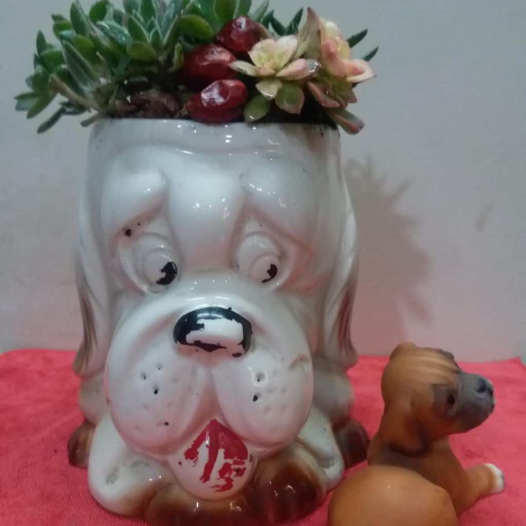 how grown plantation (3)