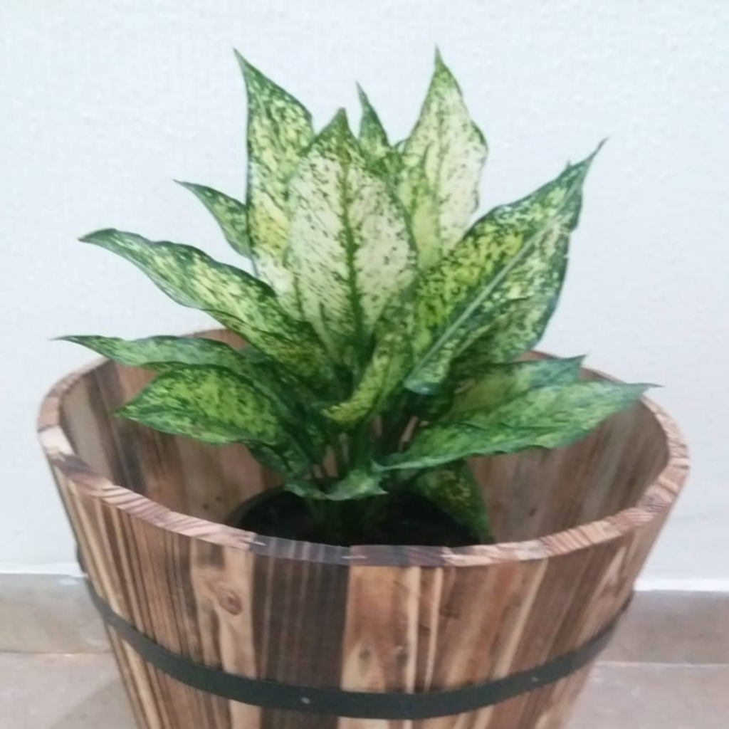 how grown plantation (4)