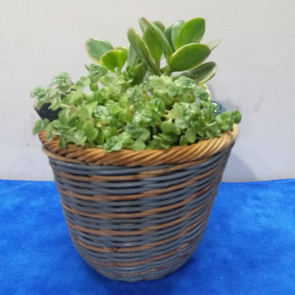 how grown plantation (5)