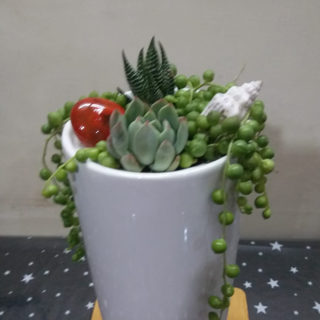 how grown plantation (6)