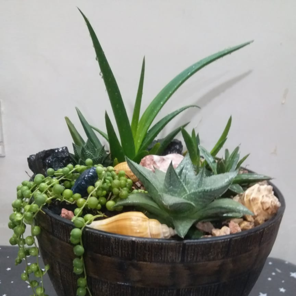 how grown plantation (7)