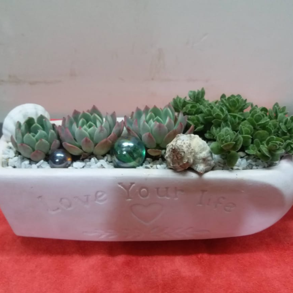 how grown plantation (8)