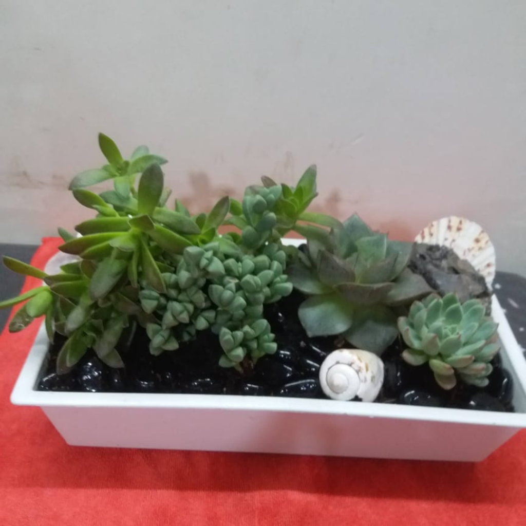 how grown plantation (9)