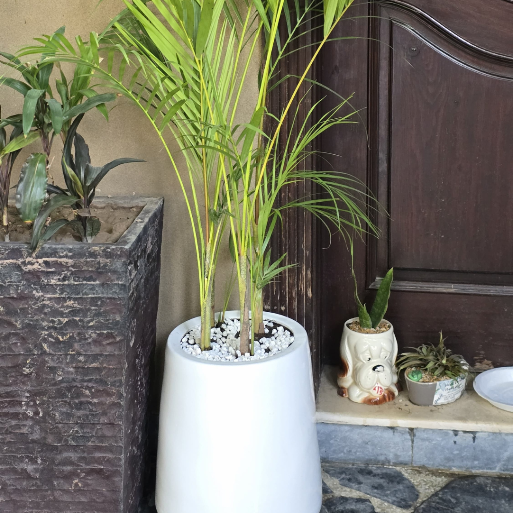 Homegrown Plantation