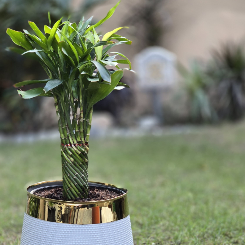 Homegrown Plantation (2)