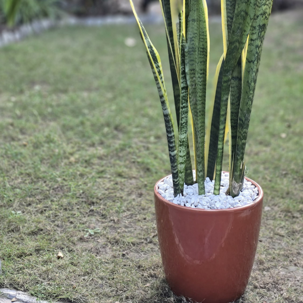 Homegrown Plantation (3)