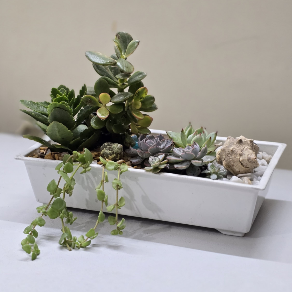 Homegrown Plantation (4)