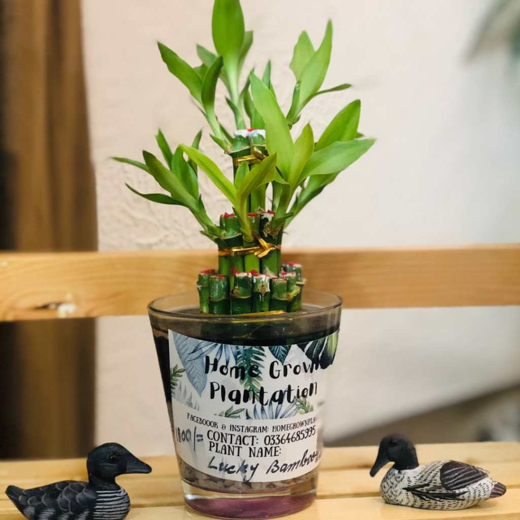 Homegrown Plantation (5)