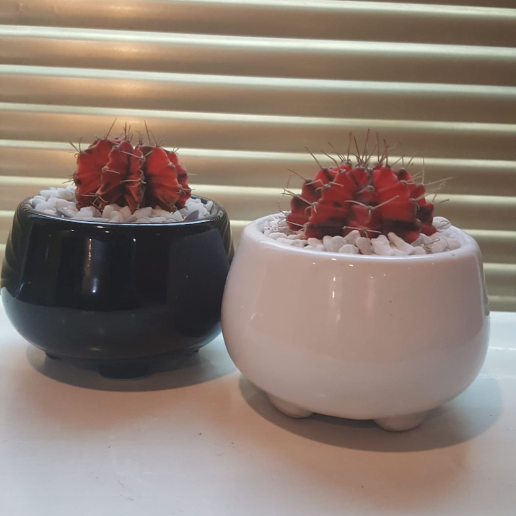 home grown plantation (13)