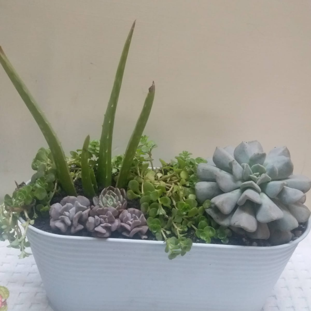 Succulent arrangement for sale in lahore