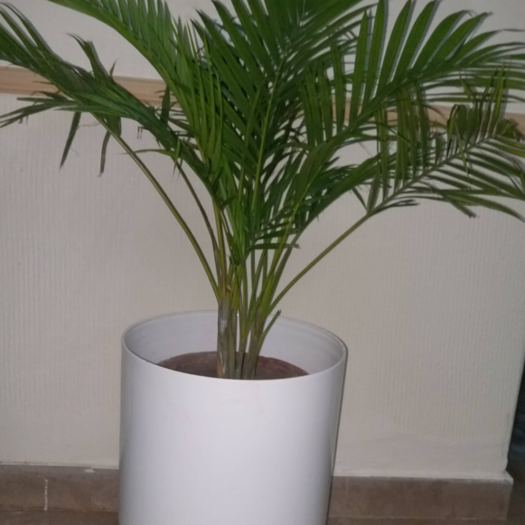 Golden palm, perfect for indoor corners
