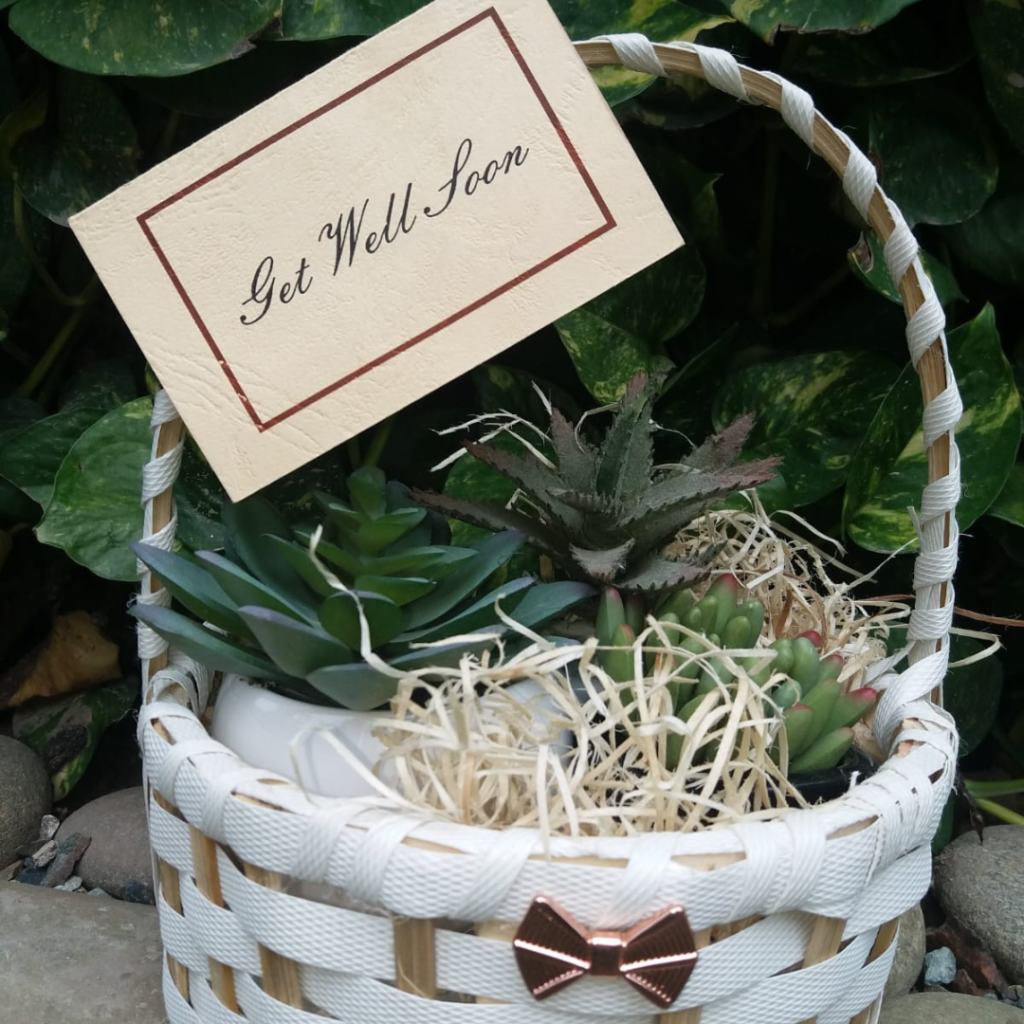 get well soon plant for someone