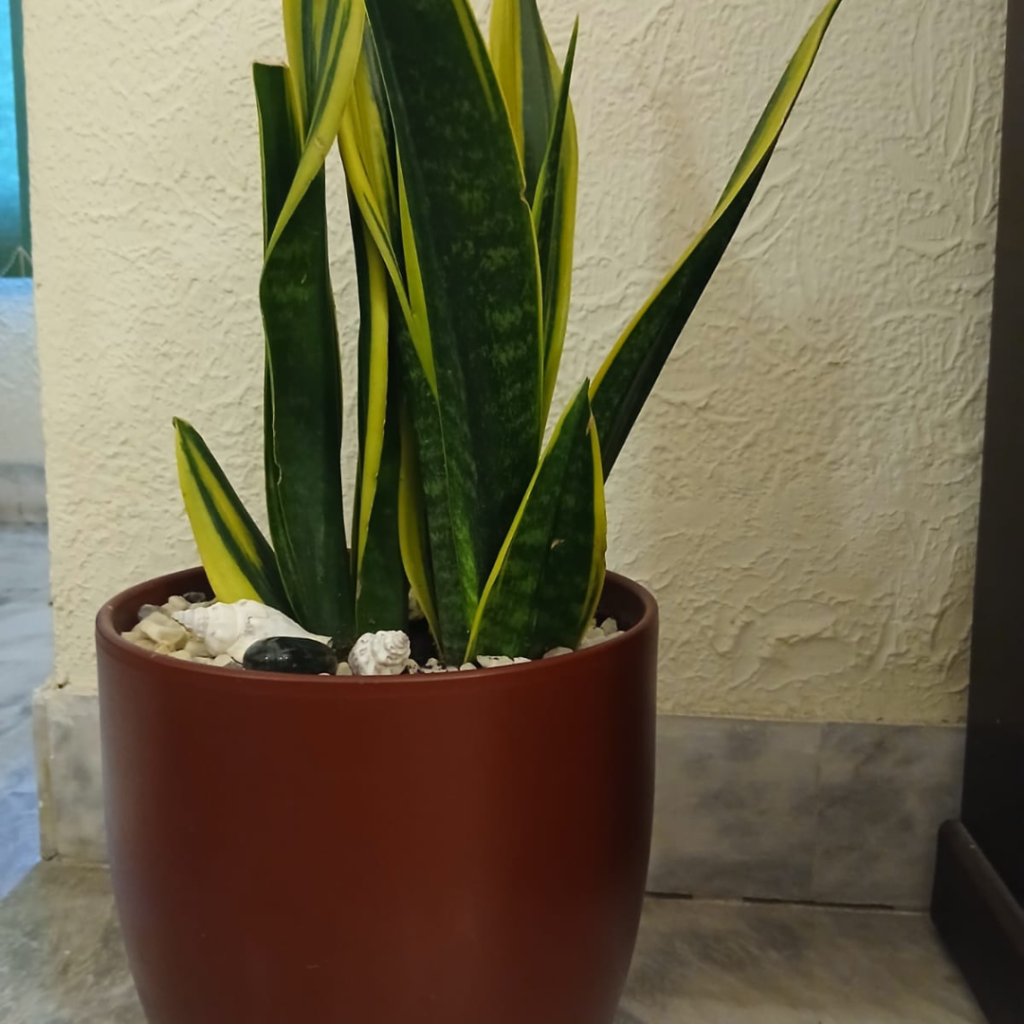 Dwarf Thai snake plant in ceramic pot