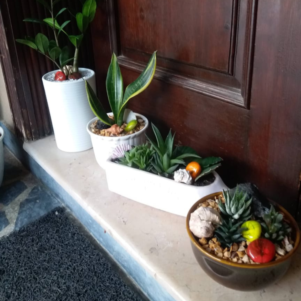 Homegrown Plantation lahore