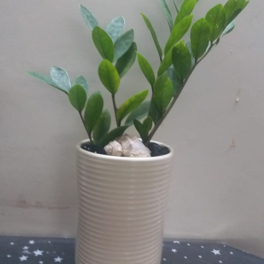 Thai Zeze plant for sale in lahore