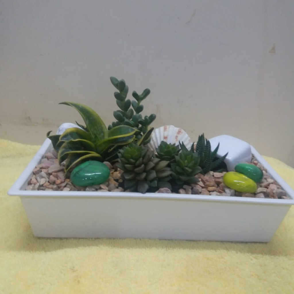 Combination of sensavaria, hawerthia & succulent arrangement in a tray