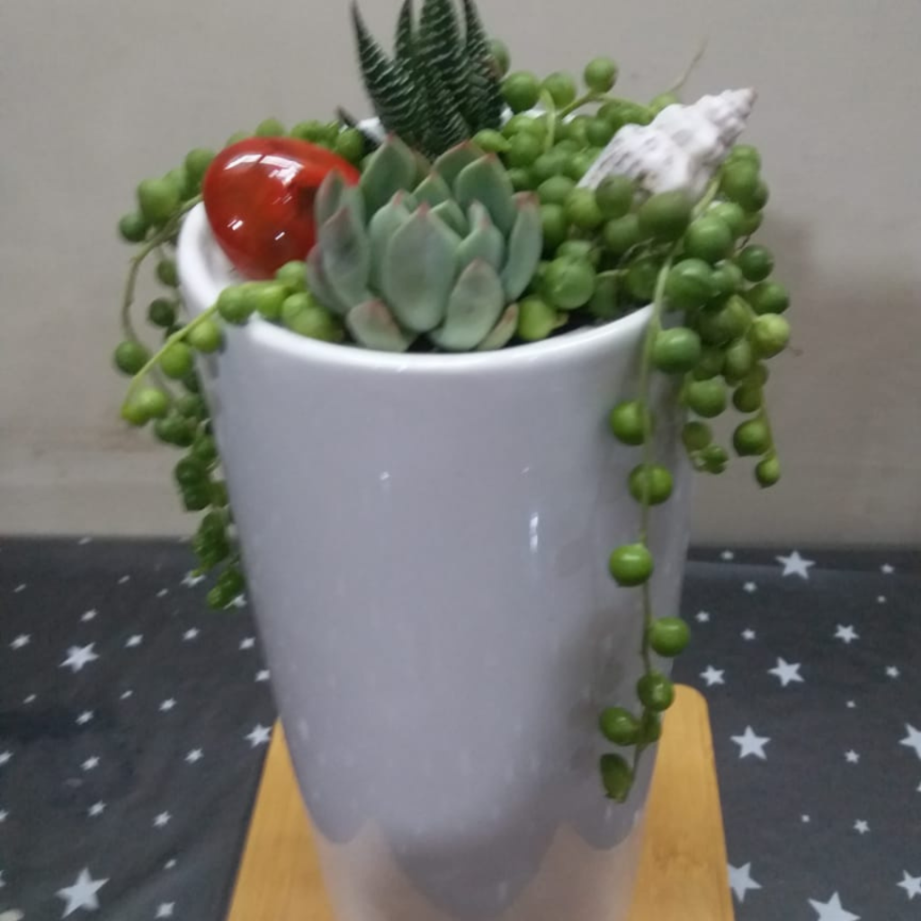 Succulent arrangement