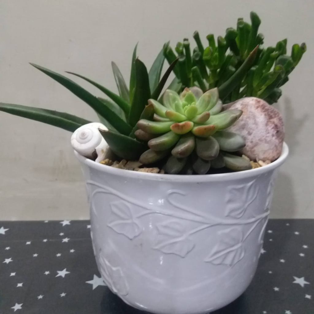 Succulent arrangement