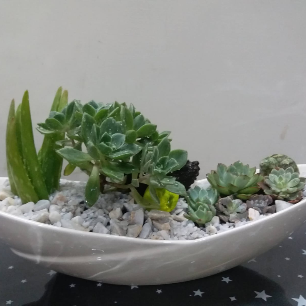 Succulent arrangement