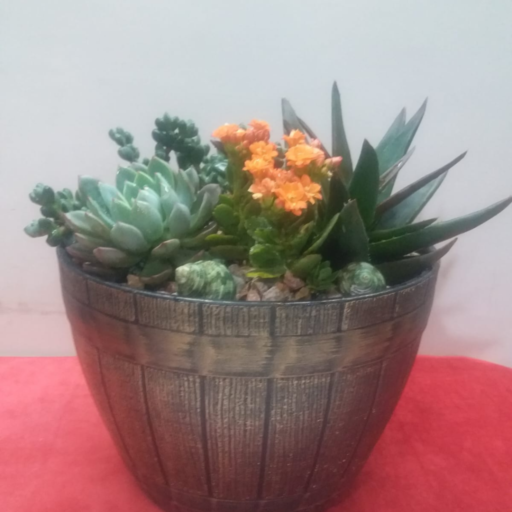 Homegrown Plantation (9)